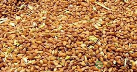 青稞的营养价值_吃青稞的好处