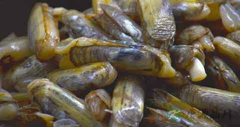 蛏子的营养价值_吃蛏子的好处 蛏子的营养价值_吃蛏子的好处