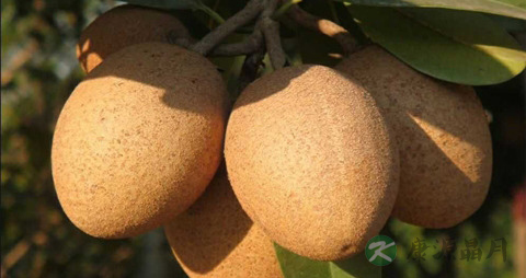 人心果的吃法_哪些人不能吃人心果