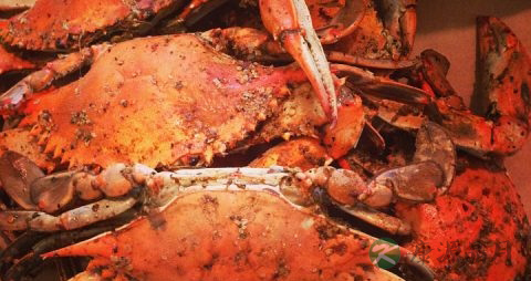 微波炉蒸螃蟹的做法 微波炉蒸螃蟹的做法