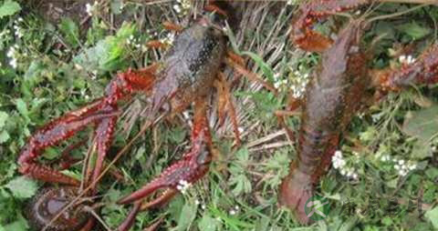 刺蛄的营养价值_吃刺蛄的好处