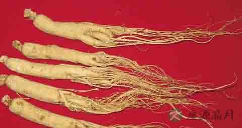人参的营养价值_吃人参的好处