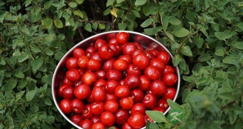 山楂的正确吃法 山楂的正确吃法