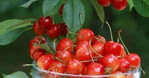 樱桃怎么吃才不酸 樱桃怎么吃才不酸