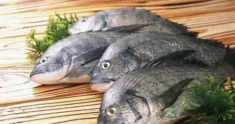 黑鲷的营养价值_吃黑鲷的好处 黑鲷的营养价值_吃黑鲷的好处