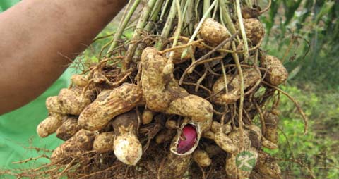 黑花生和红花生的区别