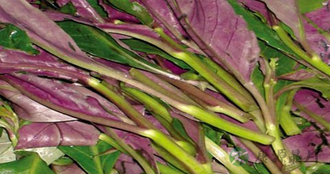 观音菜的吃法_哪些人不能吃观音菜