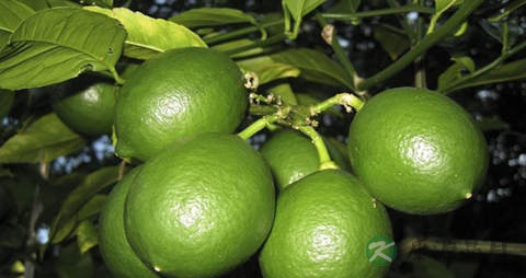 青柠的营养价值_吃青柠的好处