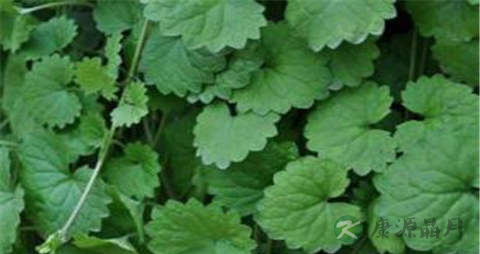 鸡骨草的营养价值_吃鸡骨草的好处