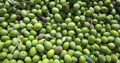 橄榄能泡水喝吗 橄榄能泡水喝吗