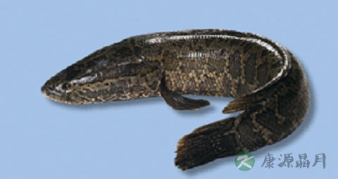 乌鱼的营养价值_吃乌鱼的好处