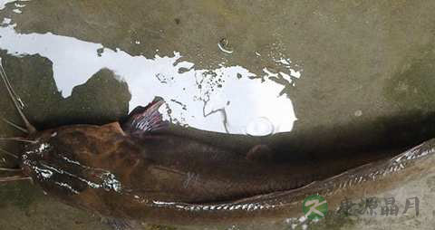 塘鲺的营养价值_吃塘鲺的好处 塘鲺的营养价值_吃塘鲺的好处