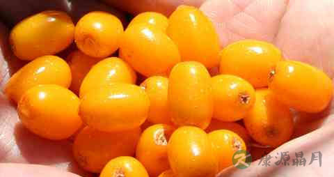 酸刺果的吃法_哪些人不能吃酸刺果