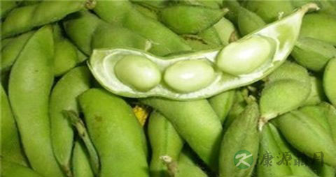 毛豆煮多久才熟