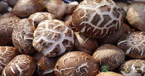 冬菇的营养价值_吃冬菇的好处 冬菇的营养价值_吃冬菇的好处