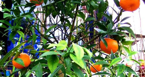 芦柑是什么季节的水果