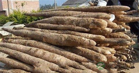 淮山和什么煲汤好 淮山和什么煲汤好