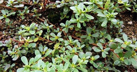 马齿苋的功效与作用及禁忌 马齿苋的功效与作用及禁忌