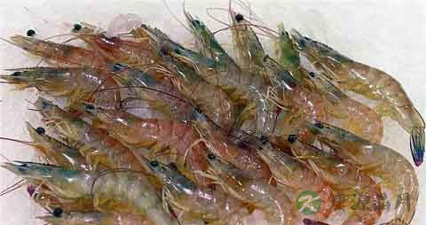 长毛对虾的吃法_哪些人不能吃长毛对虾