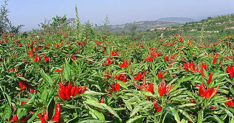 辣椒的吃法_哪些人不能吃辣椒