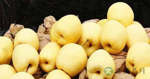 雪花梨的营养价值_吃雪花梨的好处