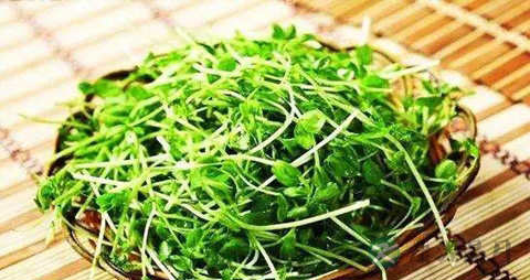 豌豆苗的营养价值_吃豌豆苗的好处