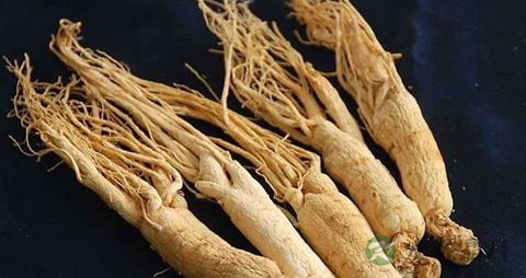 西洋参粉的正确吃法