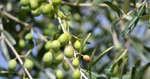 橄榄能泡酒吗 橄榄能泡酒吗