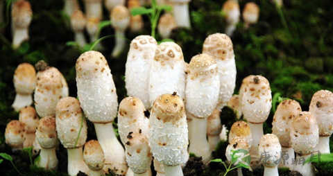 野生鸡腿菇的吃法_哪些人不能吃野生鸡腿菇