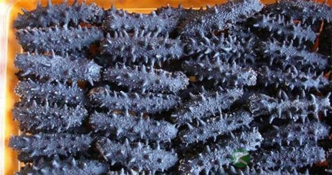 干海参的吃法_哪些人不能吃干海参