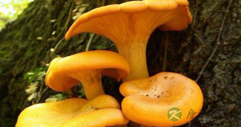 鸡油菌的吃法_哪些人不能吃鸡油菌