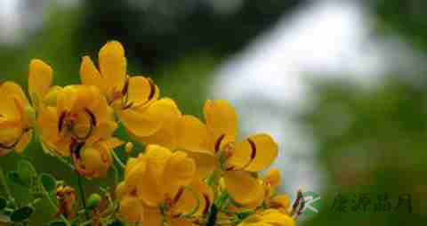 决明子的营养价值_吃决明子的好处