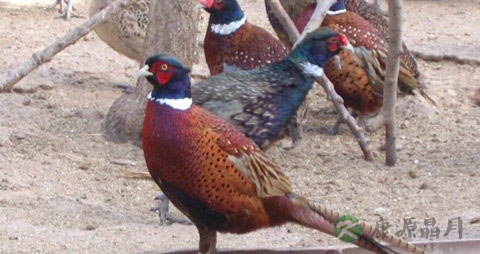 野鸡肉的营养价值_吃野鸡肉的好处