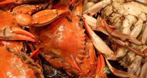 蒸螃蟹的做法步骤