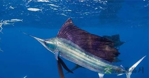 旗鱼的吃法_哪些人不能吃旗鱼