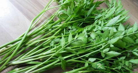 芹菜叶的营养价值_吃芹菜叶的好处