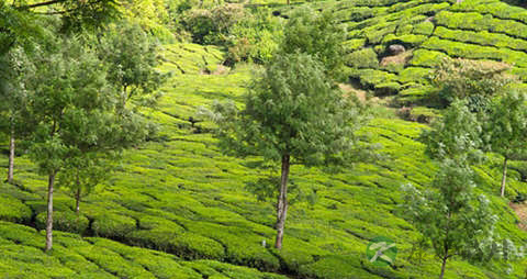 青柠的营养价值_吃青柠的好处