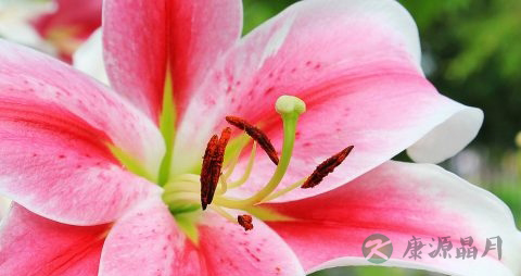 鲜百合能冷冻吗