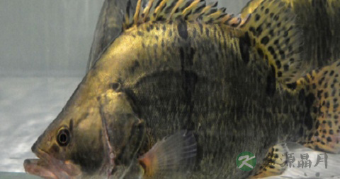 花鲫鱼的营养价值_吃花鲫鱼的好处 花鲫鱼的营养价值_吃花鲫鱼的好处