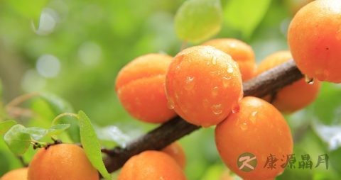 吃黄桃罐头会上火吗 吃黄桃罐头会上火吗