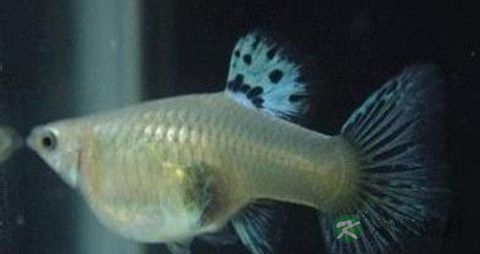 大凤尾鱼的吃法_哪些人不能吃大凤尾鱼