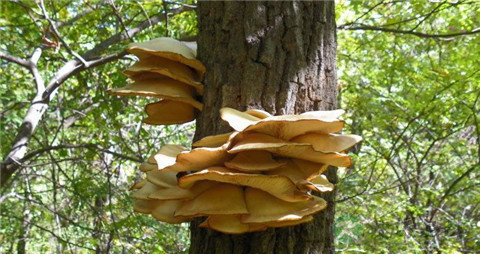 元蘑的营养价值_吃元蘑的好处