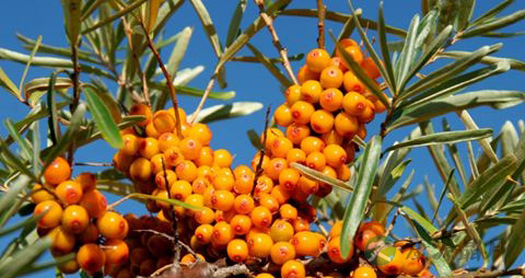 沙棘的营养价值_吃沙棘的好处