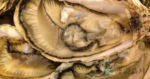 牡蛎汤的做法