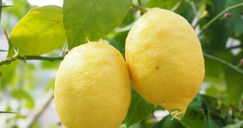 柠檬属于寒性食物吗