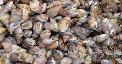 香波螺的营养价值_吃香波螺的好处
