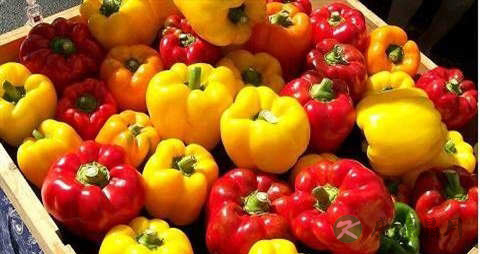 柿子椒的营养价值_吃柿子椒的好处