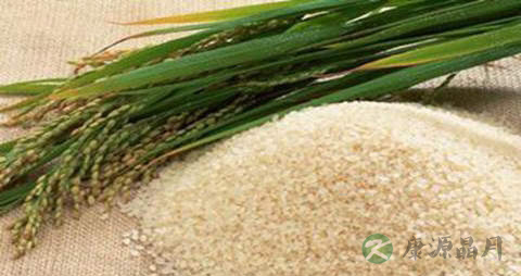 晚籼的营养价值_吃晚籼的好处