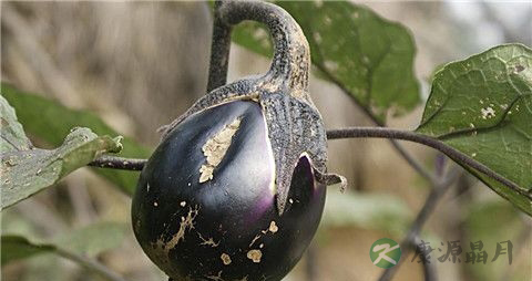 怎么判断茄子老嫩