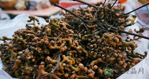 鸡爪梨的吃法_哪些人不能吃鸡爪梨